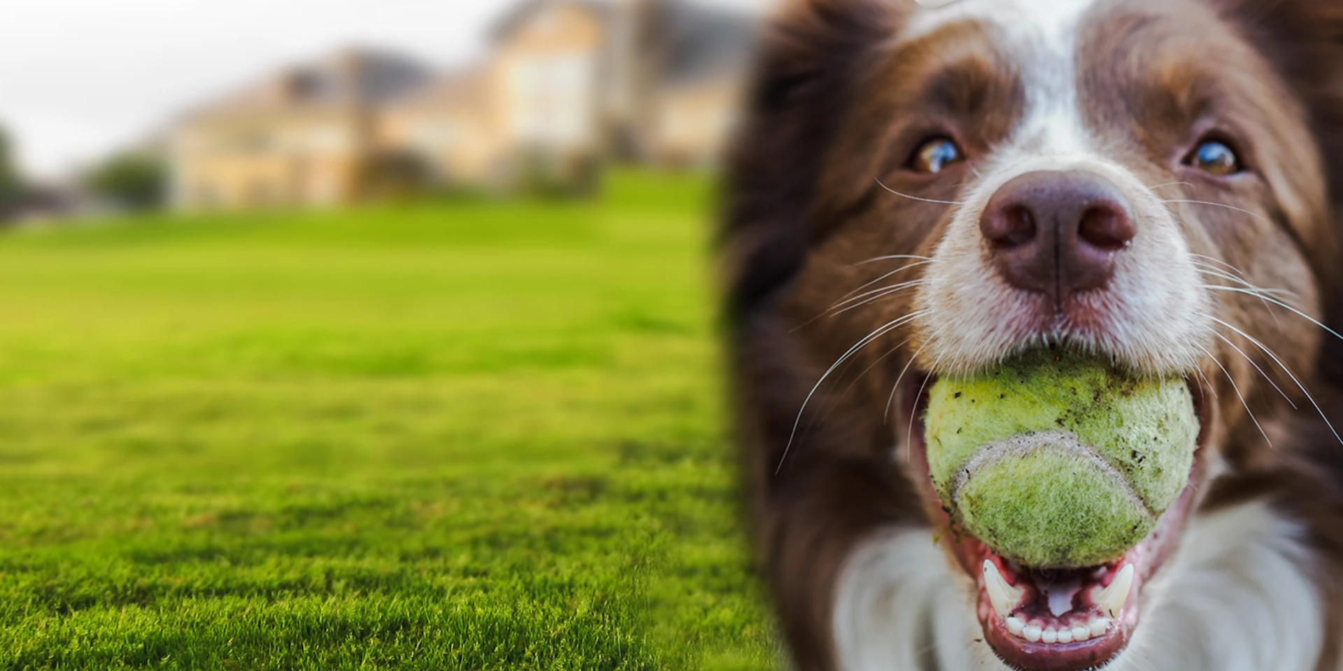 dog obedience trainer