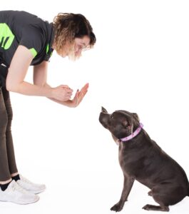 puppy preschool in leichhardt