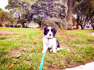 Puppy School Inner West Sydney