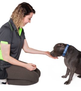 In-Home Dog Training Sydney