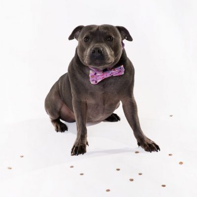 affordable puppy training