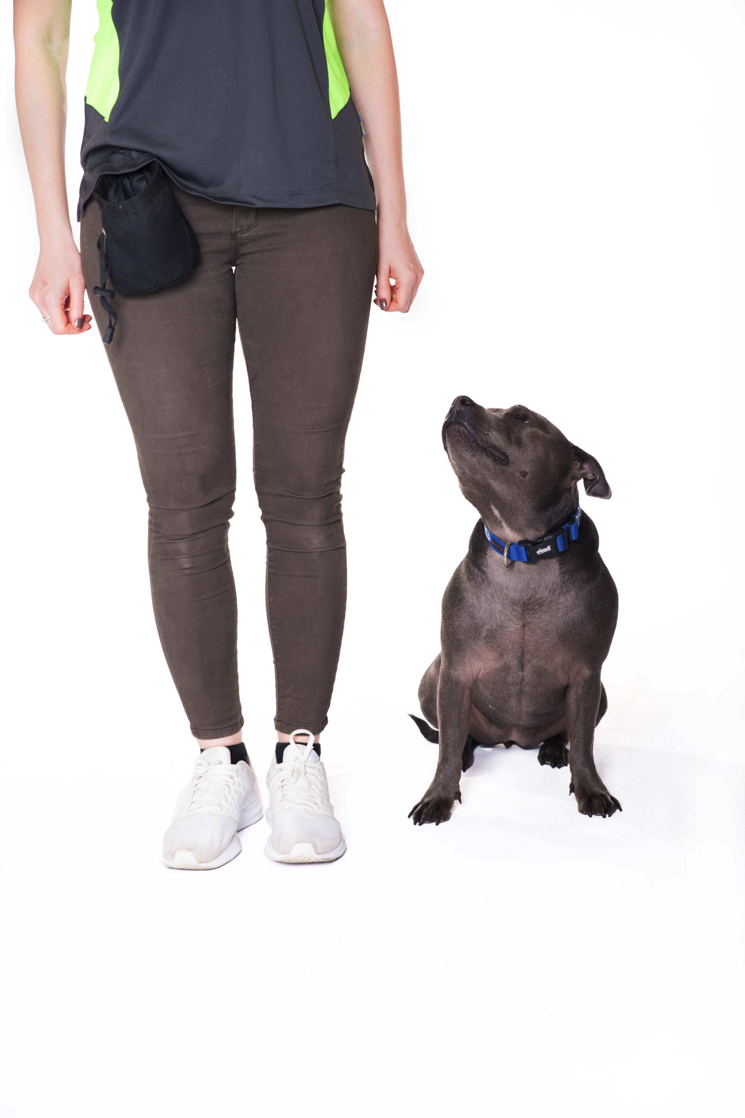 Online Leash Manners Course Inner West Sydney