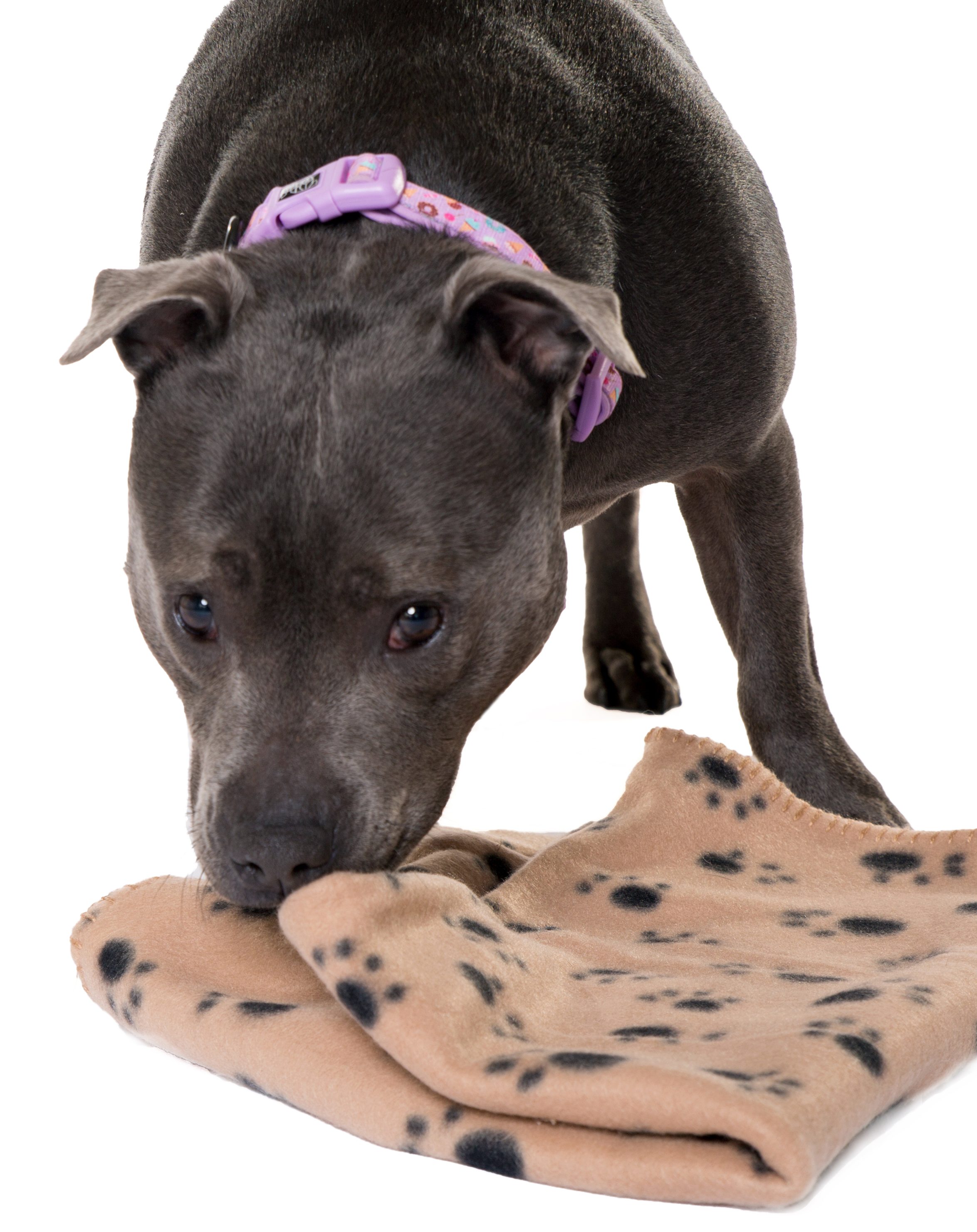 Dog's Separation Anxiety Help Your Dog to Cope Alone