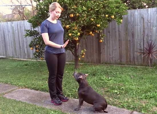 dog obedience trainer in Sydney