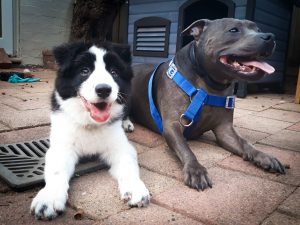 Leichhardt puppy school