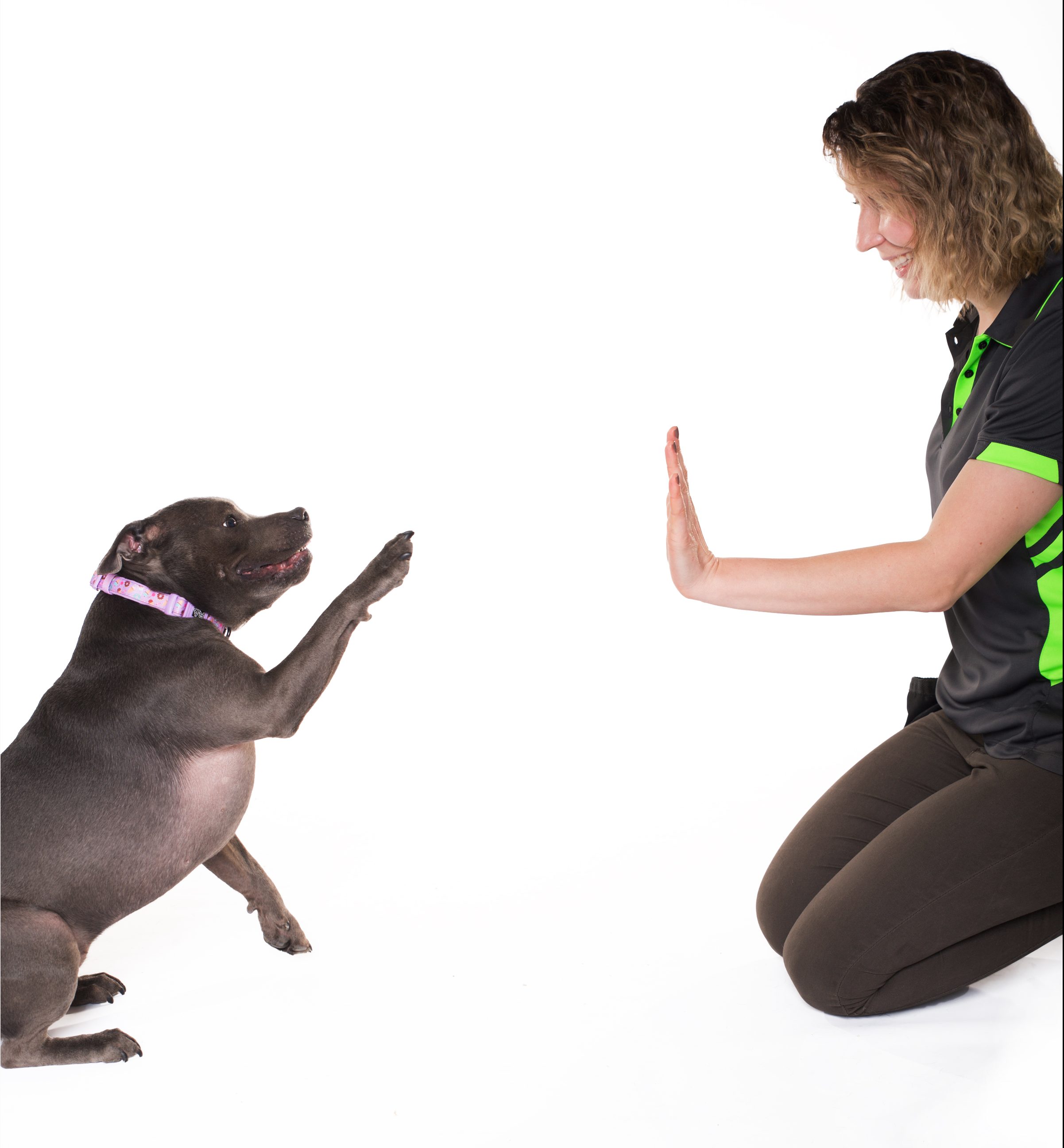 dog behaviour trainer Sydney