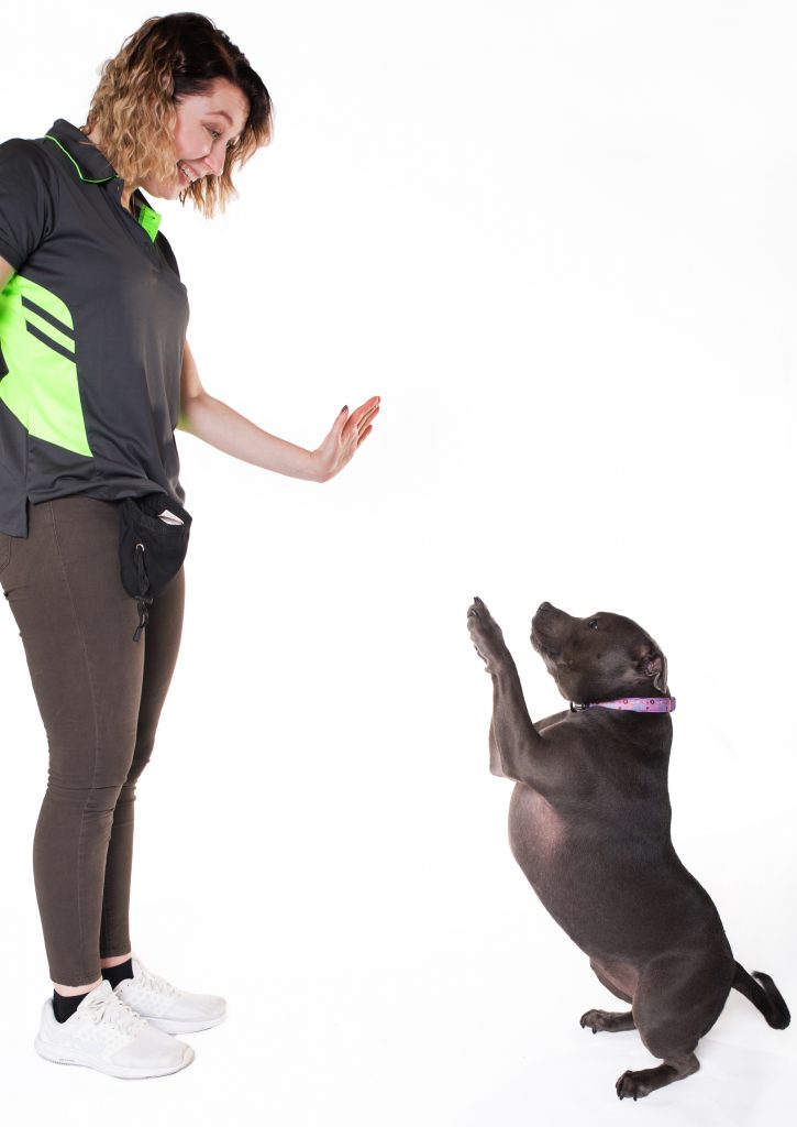 Dog Trainer Lilyfield