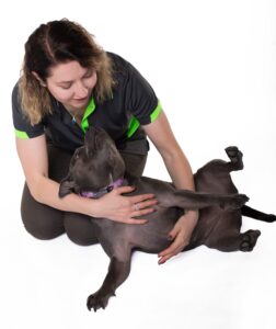 online puppy school inner west