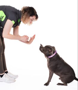 positive dog trainer Sydney