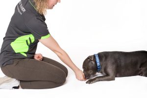 Online Dog Training Inner West