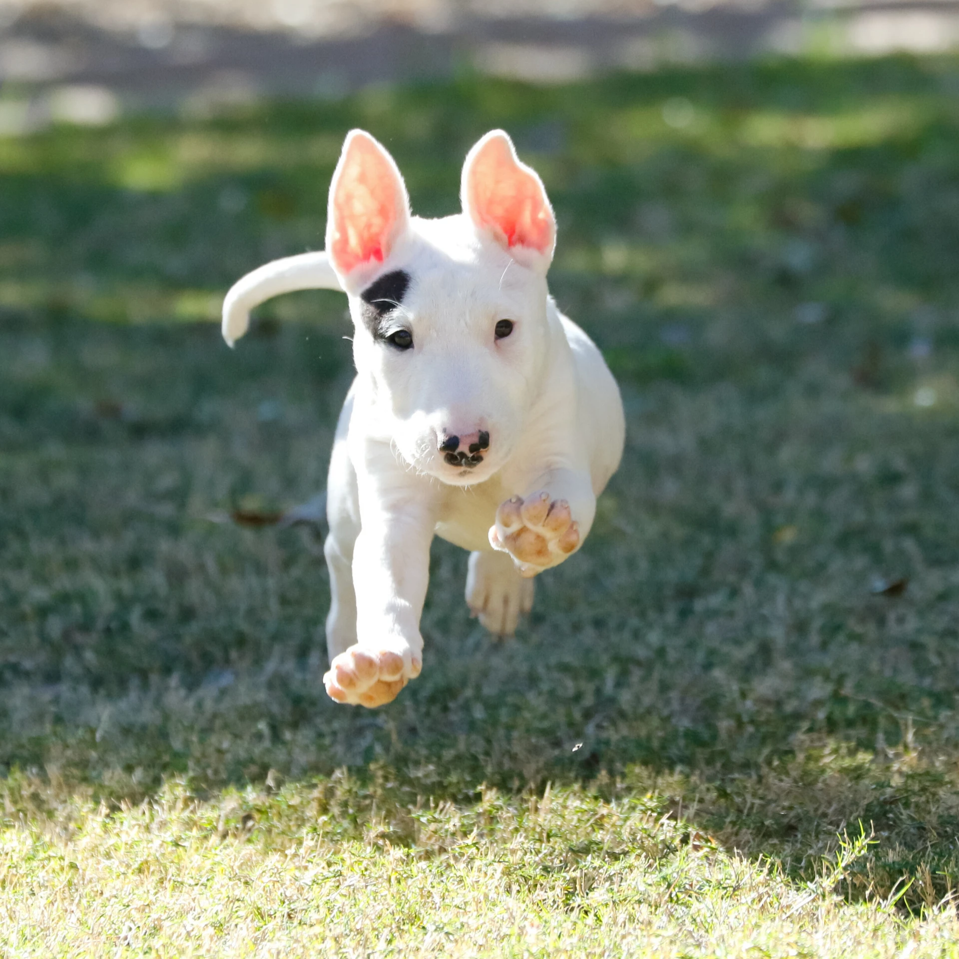 dog training class Sydney Olympic park