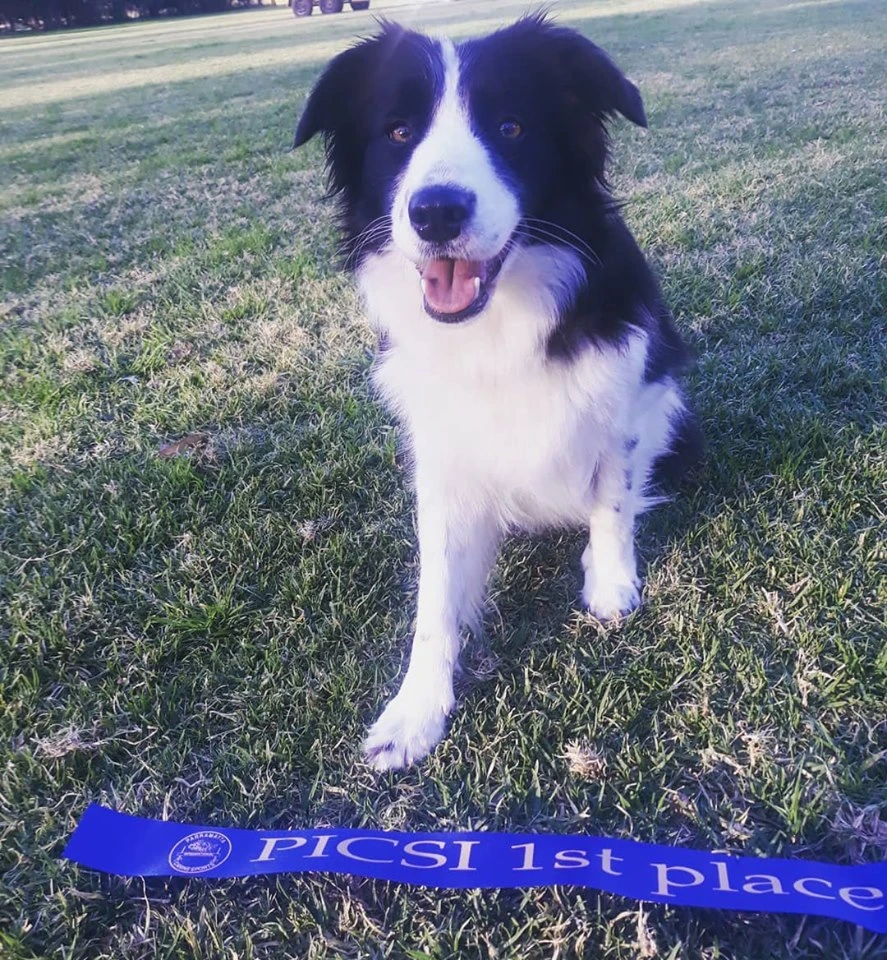 dog agility training