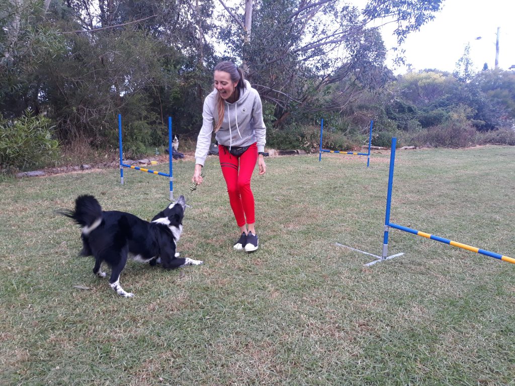 beginners agility class