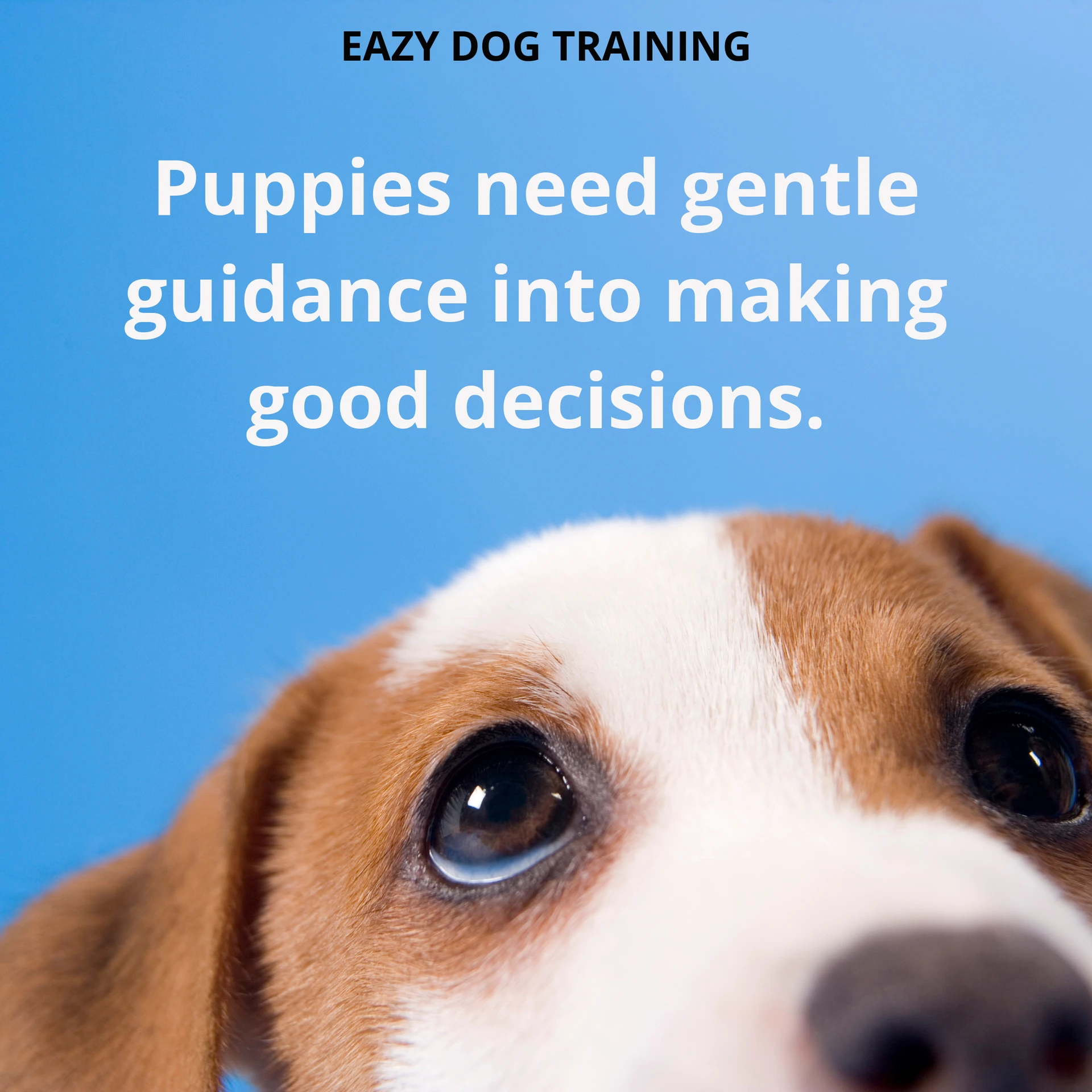 puppy school enmore