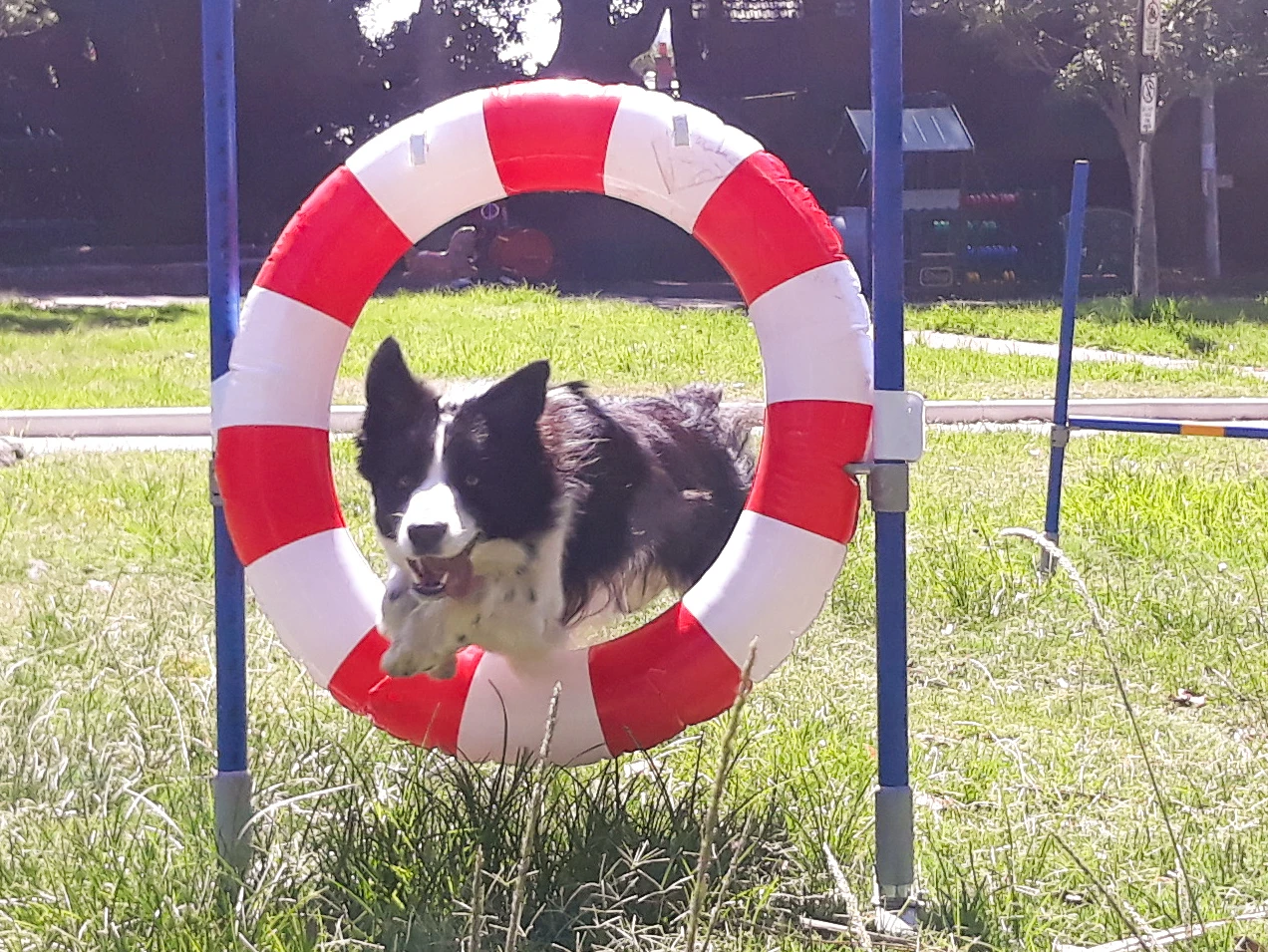 dog agility training Sydney