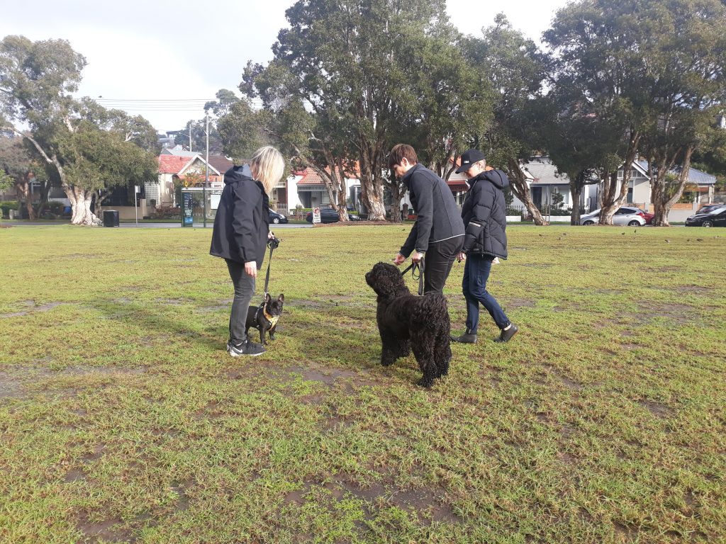 Dog Trainer in Sydney Park