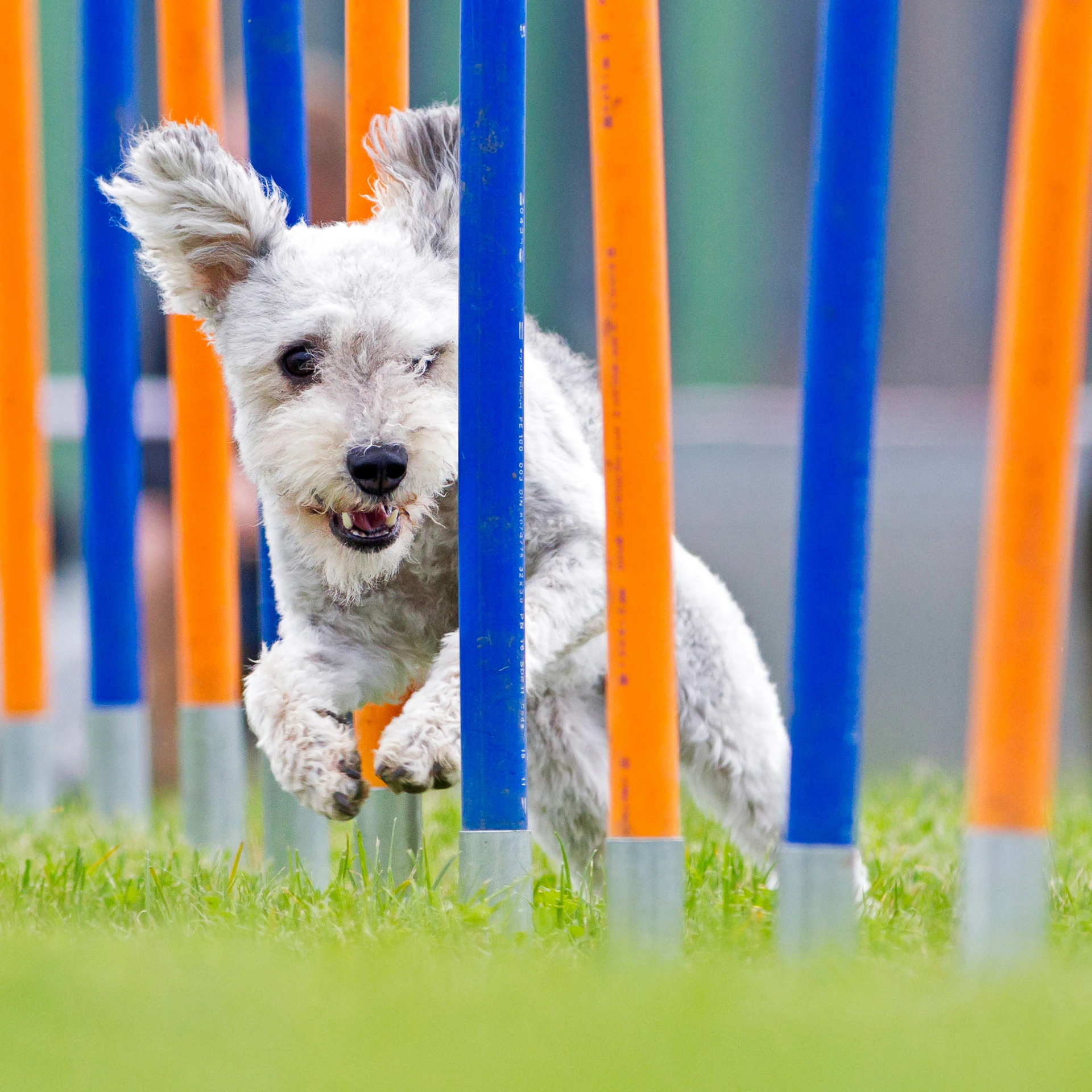 agility class Sydney