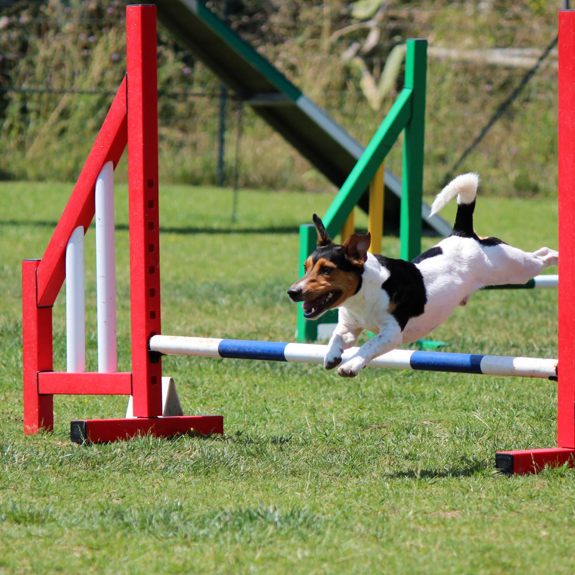 Dog Agility Class Sydney