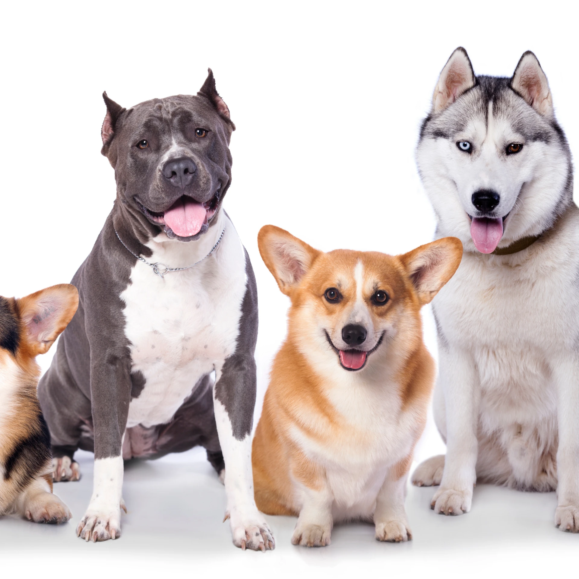 dog training classes Sydney