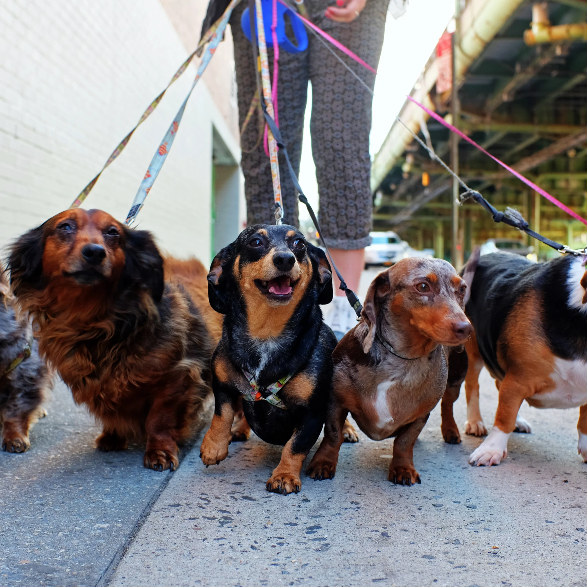 leash manners class Sydney