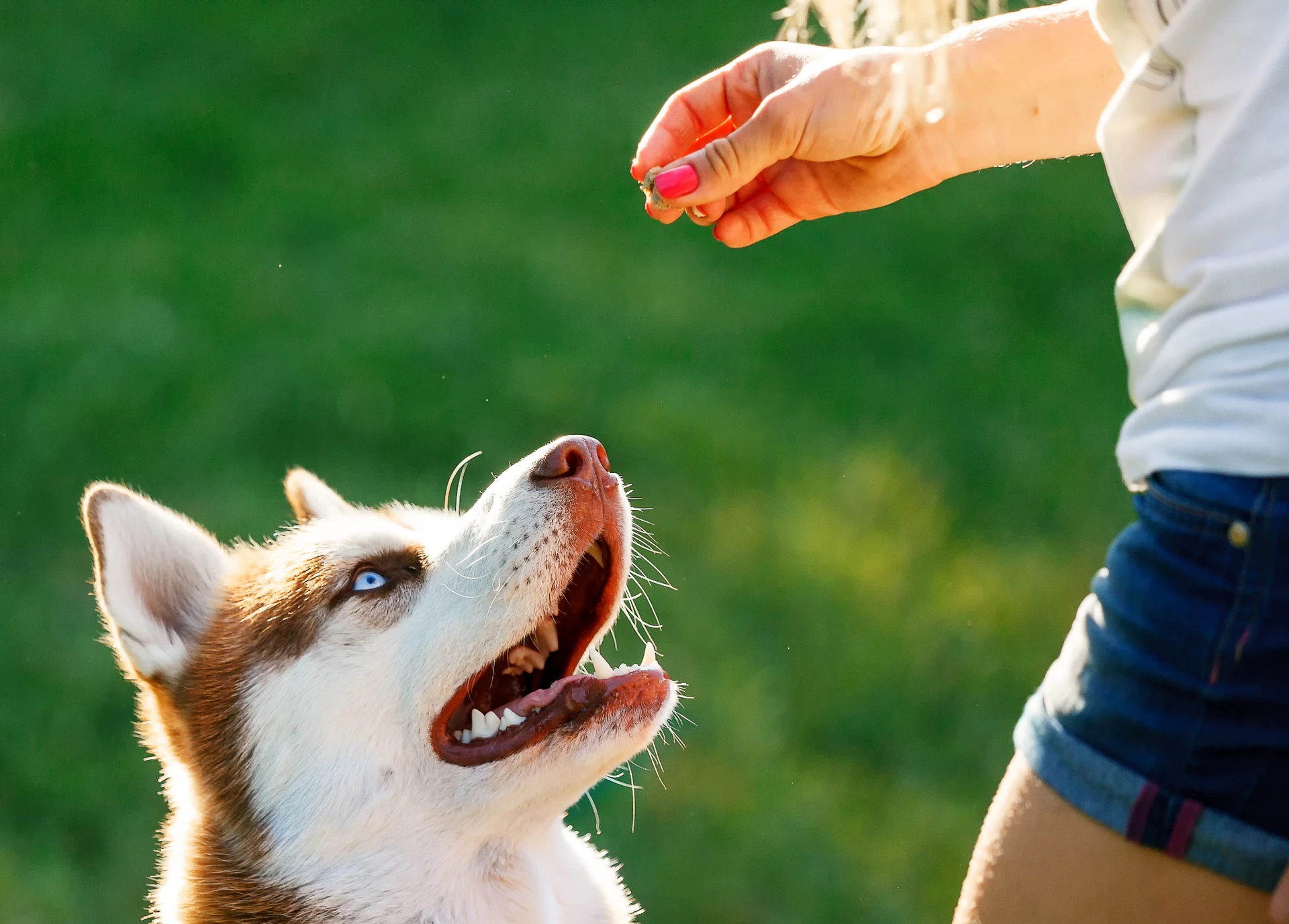 dog manners class Sydney