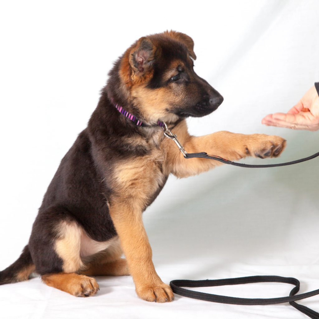 Puppy training