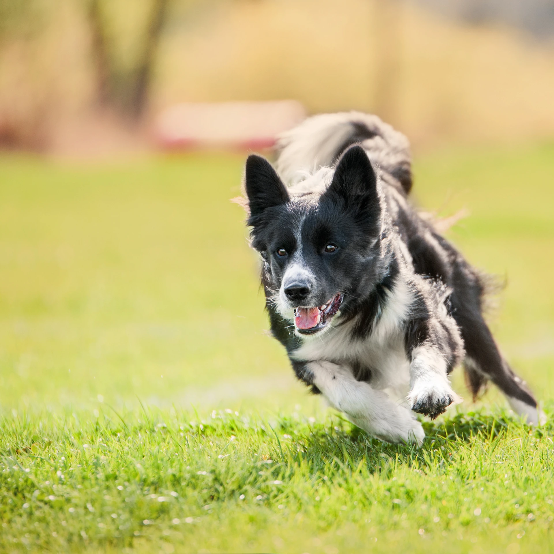 obedience class Sydney