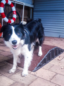 Dog Agility Sydney