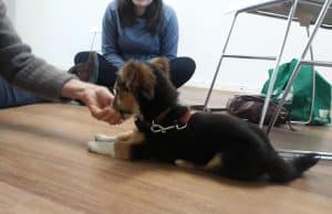 Puppy School Randwick