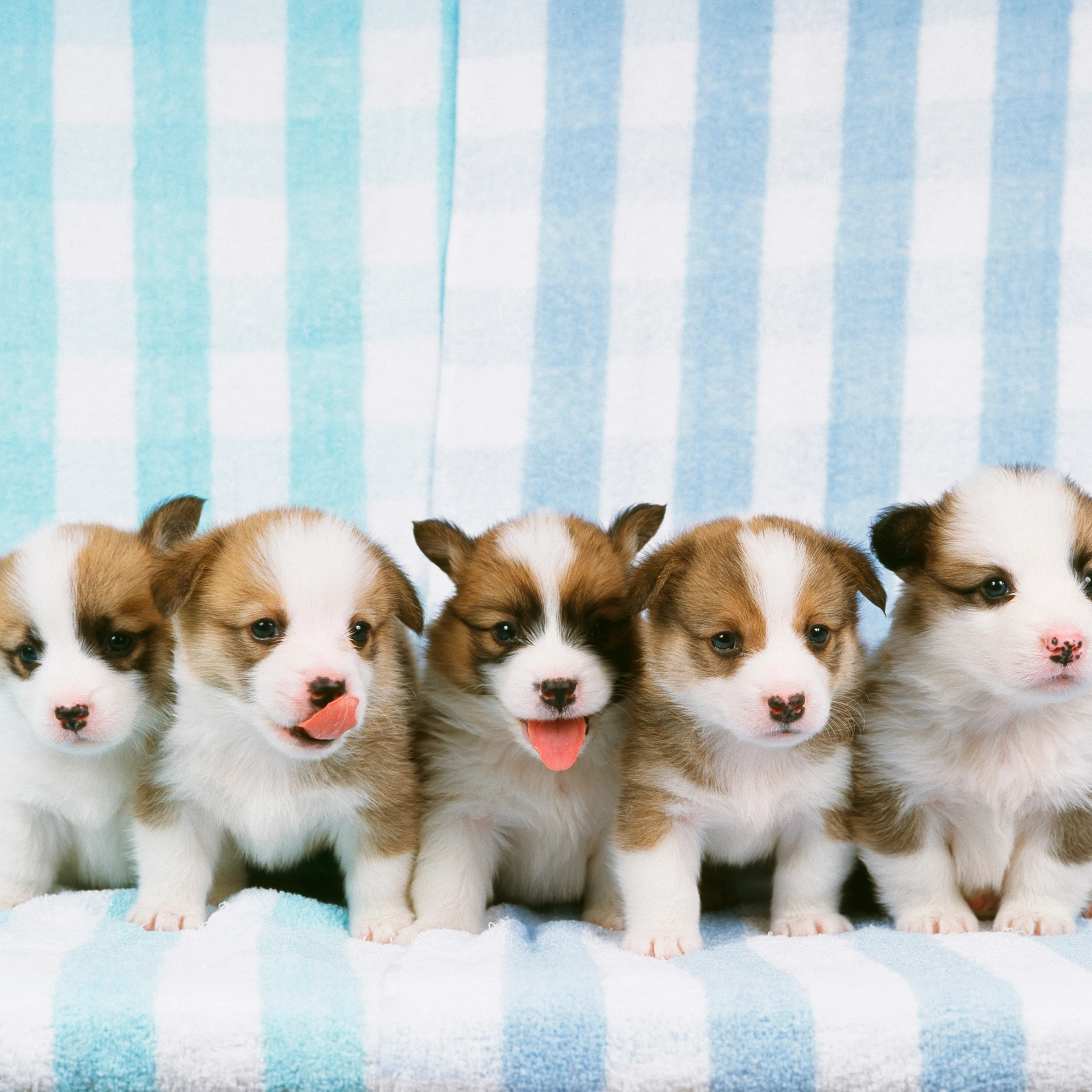 Puppy Classes in Queens Park - Dog Trainer North Bondi