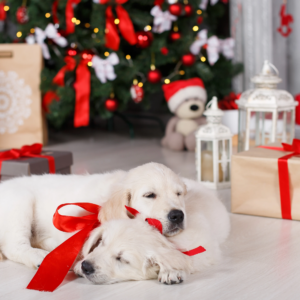 Puppy Home Training Visit – Xmas Gift Card