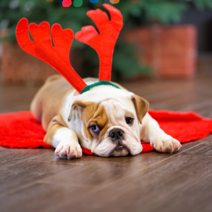 Obedience Class – Xmas Gift Card