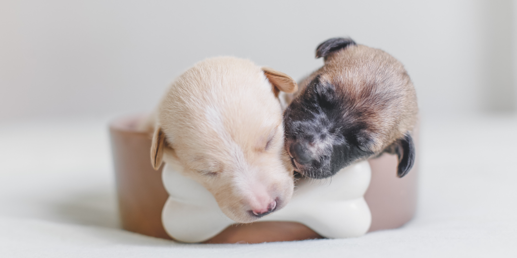 become a puppy school instructor