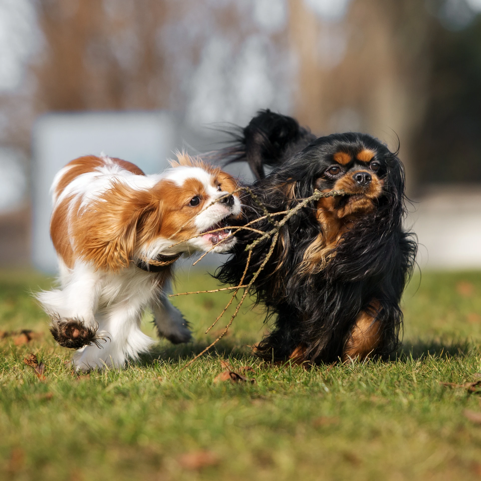 Dog Obedience Class