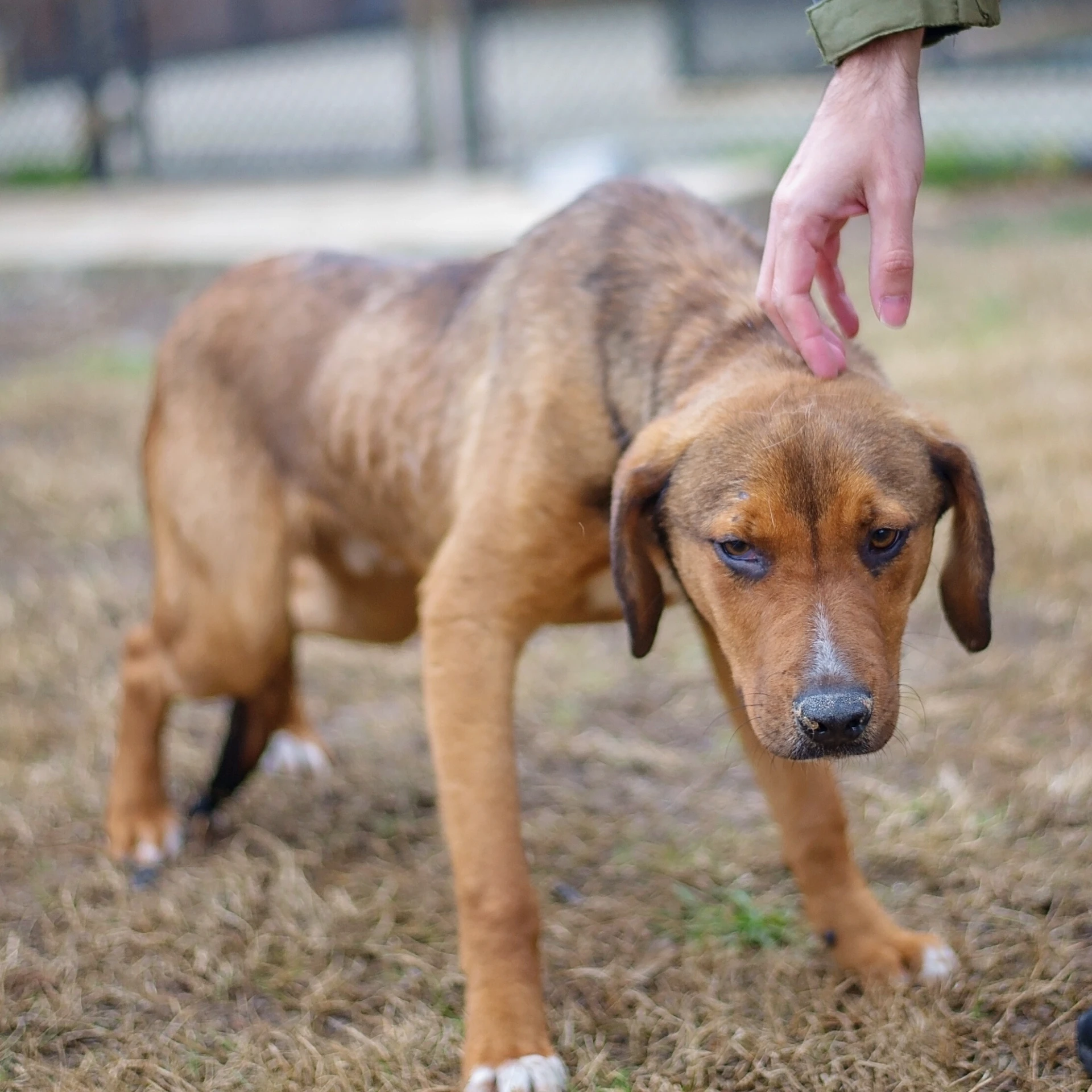 puppy training basics