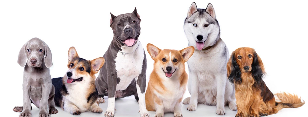 Dog Manners Courses Sydney