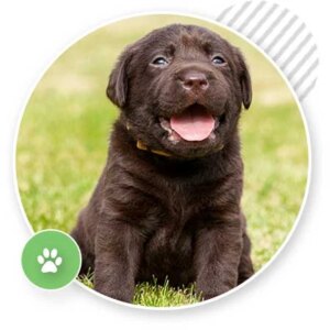 Home Puppy Package 3 Lessons