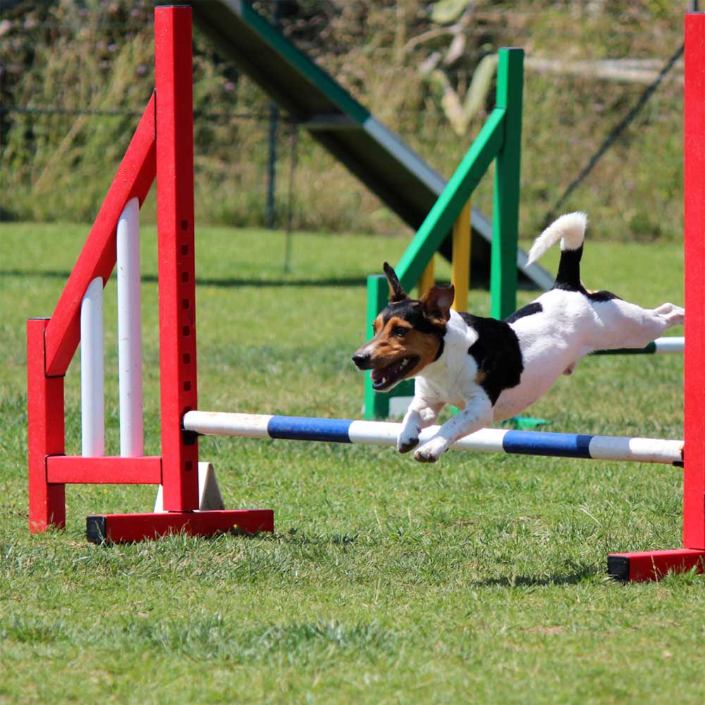 how old for a dog to do agility training