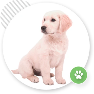 Puppy Instructor Online Course & 10h Practical Training