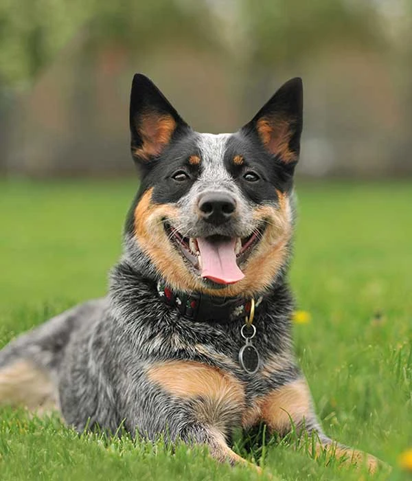 puppy school leichhardt