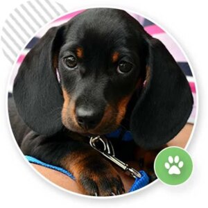 Crate Training Online Dog Training