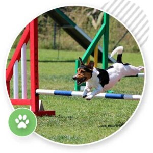 Dog Agility Class: Beginner’s Agility Class Level 2